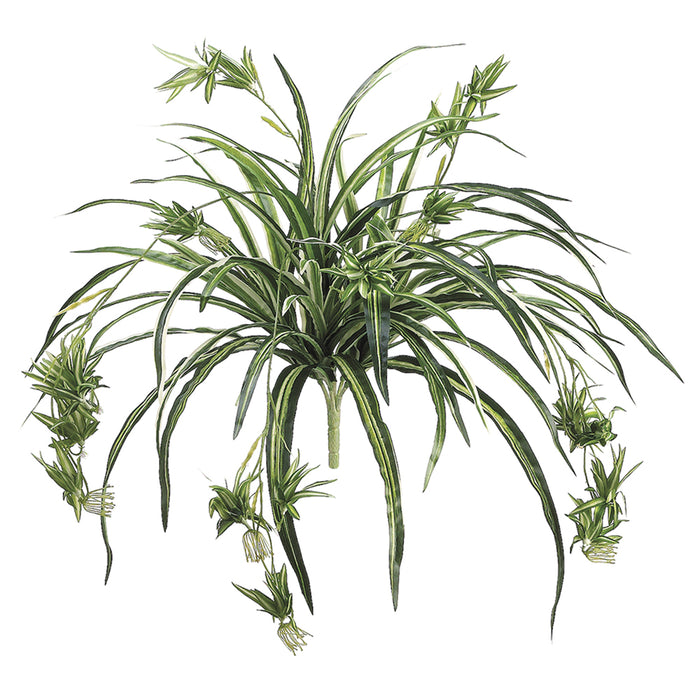 fern spider plant 34" Spider Silk Plant -80 Leaves -Green/White
