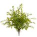 20" Outdoor UV-Resistant Artificial Sprengeri Fern Plant -Green (Pack of 6) - PBF474-GR