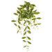 28" Hanging Artificial Hoya Carnosa Leaf Plant -Green/Cream (Pack of 12) - PBH161-GR/CR