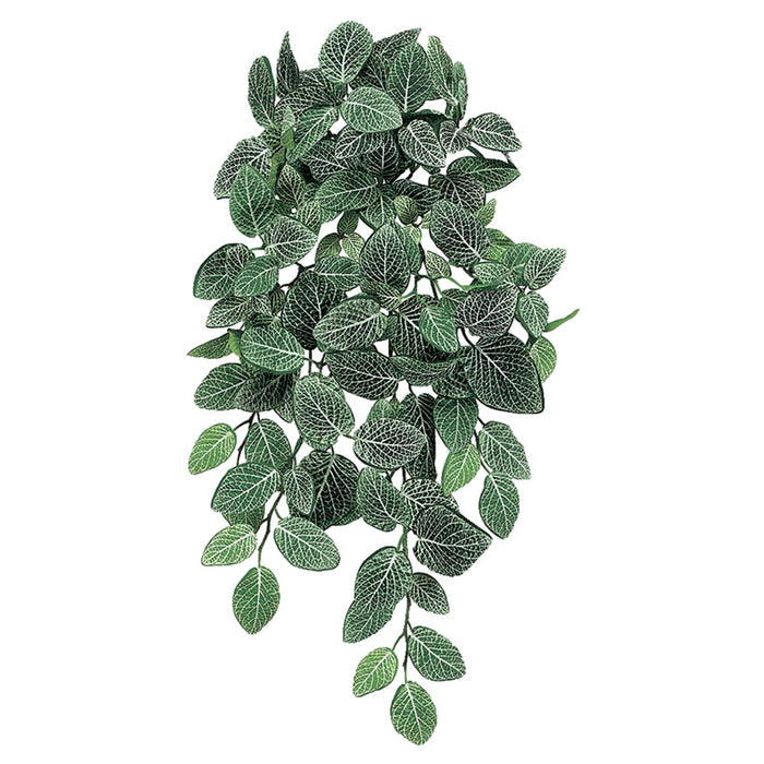 22" Fittonia Silk Hanging Plant -128 Leaves -Green/White (pack of 6) - PBH502-GR/WH