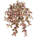 20" Mini Fittonia Silk Hanging Plant -267 Leaves -Red/Green (pack of 6) - PBH663-RG/WH