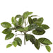 11" Silk Hoya Leaf Plant -Green (Pack of 12) - PBH960-GR