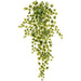 32" Hanging Ivy Leaf Silk Plant -Green/White (Pack of 6) - PBI003-GR/WH