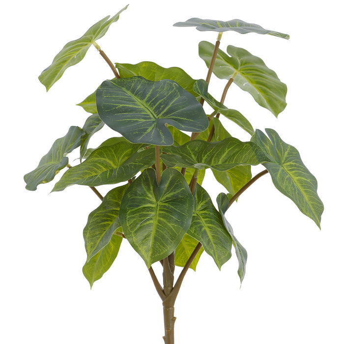 13" Nephthytis Leaf Silk Plant -2 Tone Green (Pack of 6) - PBN554-GR/TT