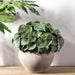9" Silk Peperomia Leaf Plant -Green/Variegated (pack of 12) - PBP009-GR/VG