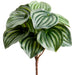 9" Silk Peperomia Leaf Plant -Green/Variegated (pack of 12) - PBP009-GR/VG