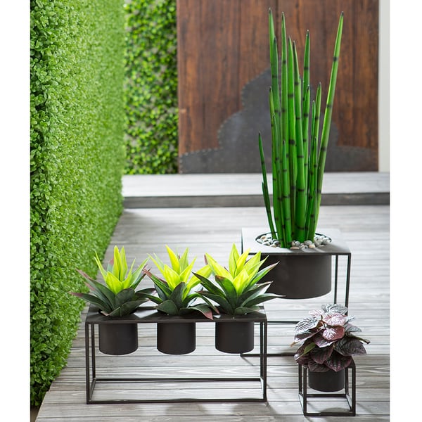 11" Silk Peperomia Plant -Burgundy (pack of 12) - PBP111-BU