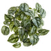 10" Pothos Exotica Leaf Silk Hanging Plant -Green/Gray (Pack of 12) - PBP128-GR/GY