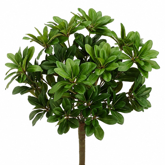 14" Pittosporum Silk Plant -384 Leaves -Green (Pack of 6) - PBP571-GR