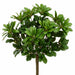 14" Pittosporum Silk Plant -384 Leaves -Green (Pack of 6) - PBP571-GR