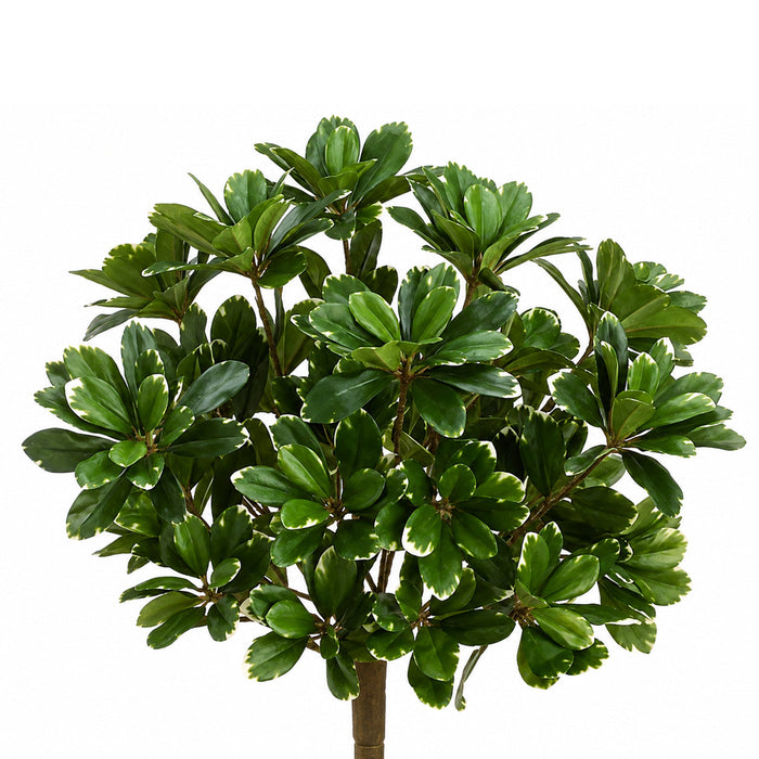 14" Pittosporum Silk Plant -384 Leaves -Variegated (Pack of 6) - PBP571-VG