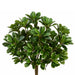 14" Pittosporum Silk Plant -384 Leaves -Variegated (Pack of 6) - PBP571-VG