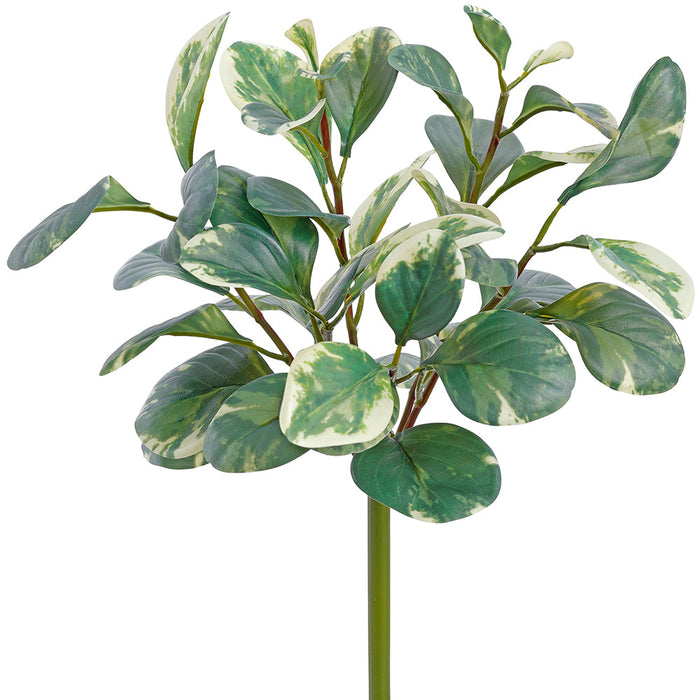 16" Silk Pepperomia Leaf Plant -Green/White (Pack of 12) - PBP634-GR/TT