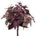 10" Silk Basil, Mint & Sage Silk Herb Stem Bundle -Burgundy/Green (Pack of 4) - PBQ744-BU/GR