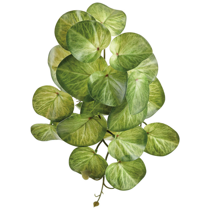 11" Silk Stephania Erecta Leaf Plant -2 Tone Green (Pack of 12) - PBS081-GR/TT