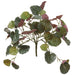 9" Silk Cape Ivy Leaf Plant -2 Tone Green (Pack of 12) - PBS495-GR/TT