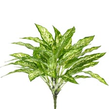 aglaonema sil Allstate Floral Aglaonema Bush with 36 Leaves, 18.5 in
