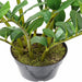 22" Soft-Touch Zanzibar Gem Zamioculcas Succulent Artificial Plant w/Pot -Green - PF-5020