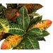 36" IFR Croton Artificial Plant -Red/Green (Pack of 2) - PR110