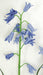 23" IFR Artificial Bluebell Flower Stem -Light Blue (pack of 12) - PR111675