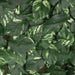 48"x48" IFR Artificial Pothos Grid Mat -Green/Cream - PR145990