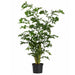 8' Fishtail Artificial Palm Tree w/Pot -Green - P1571