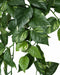 50" IFR Variegated Pothos Artificial Hanging Plant -Green (pack of 4) - PR190030
