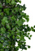 32" IFR Curly Ivy Artificial Hanging Plant -428 Leaves -Green (pack of 6) - PR191970