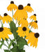 24" IFR Rudbeckia Black-Eyed Susan Artificial Flower Bush -Yellow/Orange (pack of 6) - PR-192110