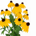 24" IFR Rudbeckia Black-Eyed Susan Artificial Flower Bush -Yellow/Orange (Pack of 6) - PR-192110