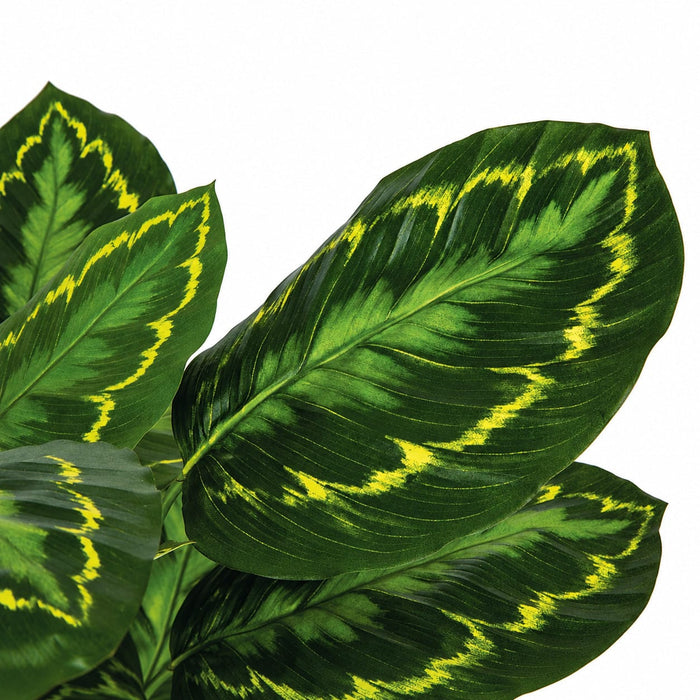 3' IFR Calathea Roseopicta Leaf Artificial Plant w/Pot -Variegated Green - PR-200020
