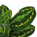 3' IFR Calathea Roseopicta Leaf Artificial Plant w/Pot -Variegated Green - PR-200020
