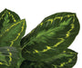 3' IFR Calathea Roseopicta Leaf Artificial Plant w/Pot -Variegated Green - PR-200020