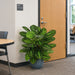 3' IFR Calathea Roseopicta Leaf Artificial Plant w/Pot -Variegated Green - PR-200020