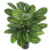 3' IFR Calathea Roseopicta Leaf Artificial Plant w/Pot -Variegated Green - PR-200020