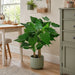 37.5" IFR Alocasia Leaf Artificial Plant w/Pot -Green - PR-200030