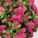 12" IFR Artificial Azalea Flower Bush -Beauty (pack of 6) - PR480BT