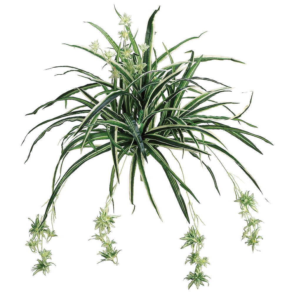 silk spider plant 28" Spider Silk Plant -100 Leaves -Green/White (Pack of 12)