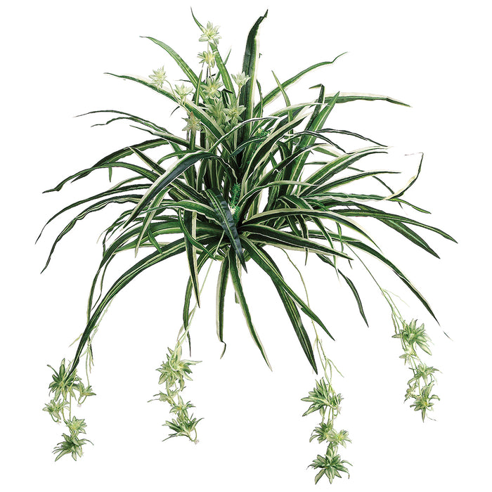 is a spider plant a fern 28" Spider Silk Plant -100 Leaves -Green/White