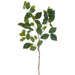 35" Beech Leaf Silk Stem -Green (Pack of 12) - PSB495-GR