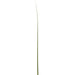 30" Artificial Grass Leaf Stem -Green (Pack of 1800) - PSG130-GR