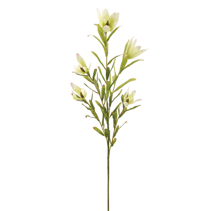 37" Leucadendron Silk Flower Stem -Cream/Green (Pack of 12) - PSL012-CR/GR