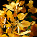 47" Silk Aspen Leaf Stem -Yellow (pack of 12) - PSL514-YE