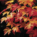 41" Maple Leaf Silk Stem -Orange/Rust (pack of 12) - PSM041-OR/RU