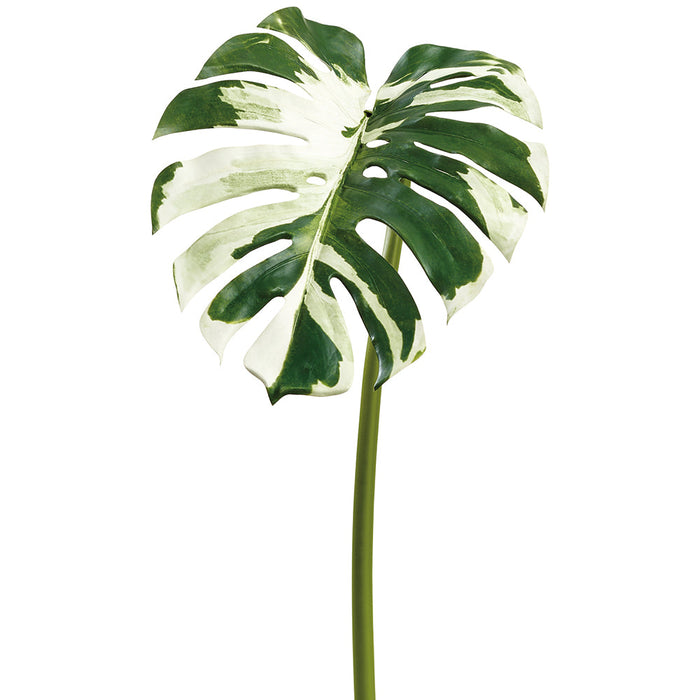44" Split Philodendron Monstera Leaf Silk Stem -Green/Cream (Pack of 12) - PSM127-GR/CR