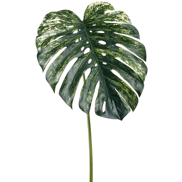green and cream leaf philodendron 56" Monstera Split Philodendron Leaf Silk Stem -Green/Cream — Silks Are  Forever