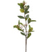 33" Photinia Leaf With Blossom Silk Stem -Green (Pack of 12) - PSP010-GR