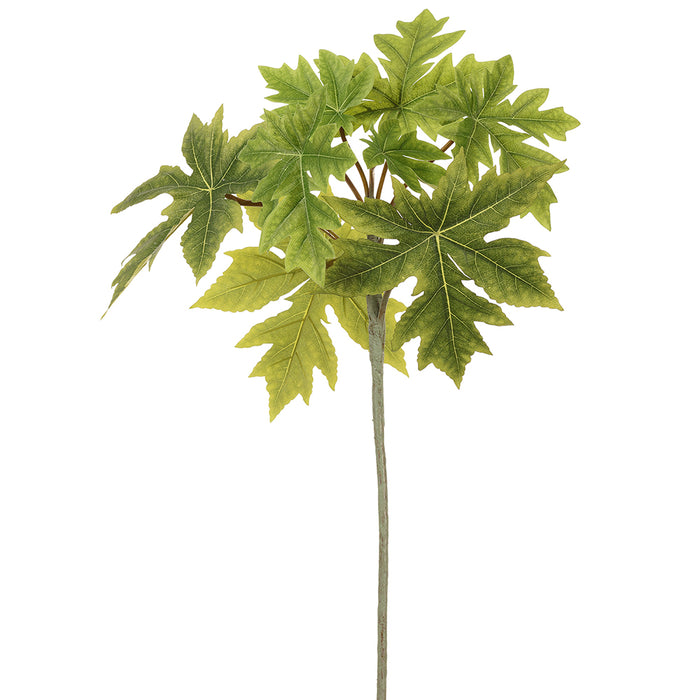 31.5" Silk Paw Paw Leaf Stem -Green (Pack of 12) - PSP321-GR