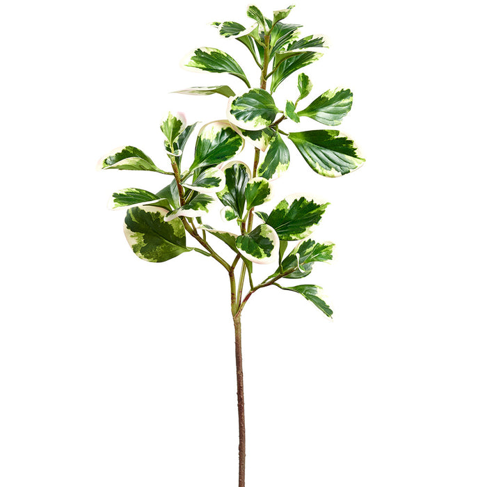 27" Peperomia Leaf Silk Stem -Variegated/Green (Pack of 12) - PSP495-VG/GR