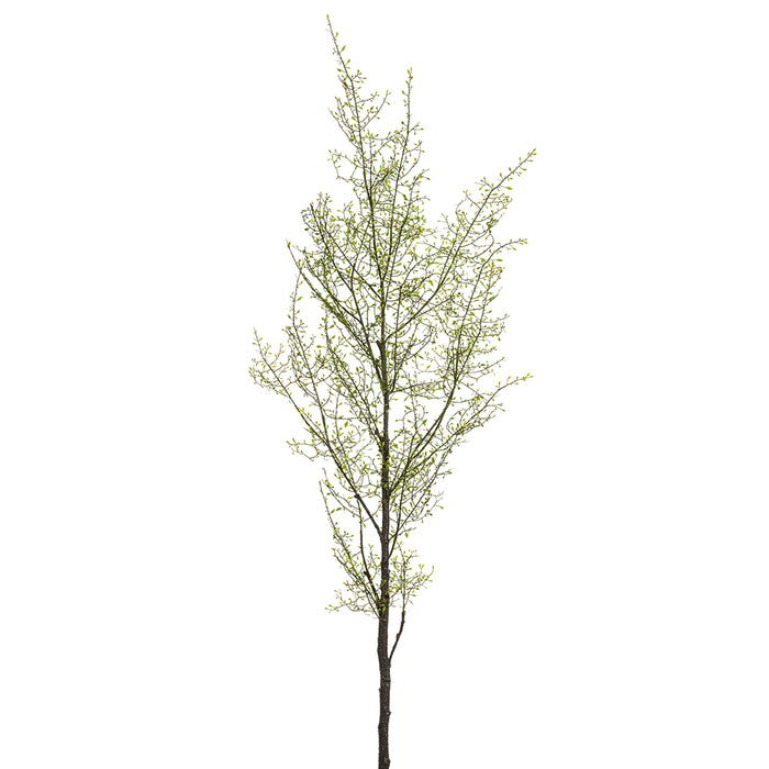 5'11" Silk Corokia Leaf Tree Branch -Green (pack of 2) - PTC106-GR
